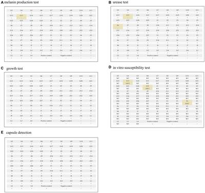 In vitro characterization and molecular epidemiology of Cryptococcus spp. isolates from non-HIV patients in Guangdong, China